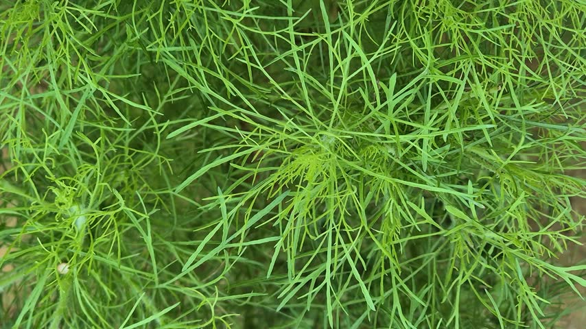 Top View Close Up of Feathery Green Dill Leaves and Fine Foliage in Garden
