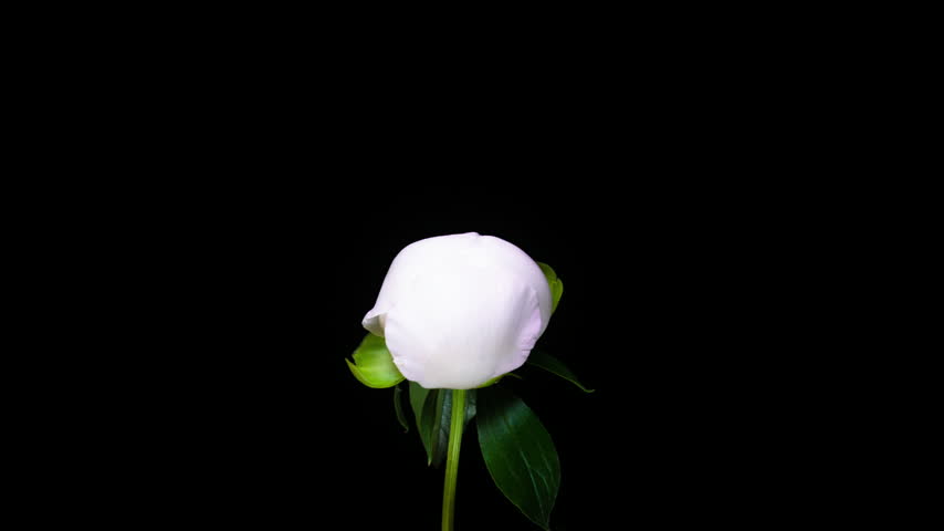 White Lavender Peony Flower Blooming Time-Lapse on Black Background, Bicolor Petals Opening, Studio Macro.