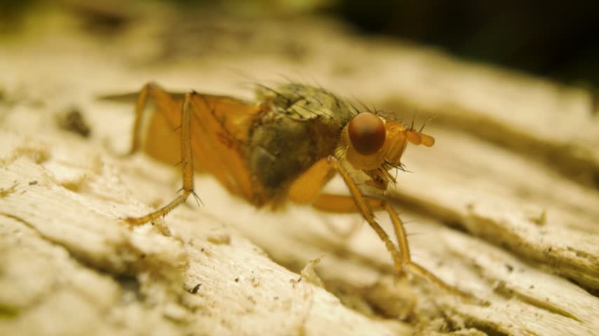 Macro close-up of a Scathophaga dung fly in natural surroundings
