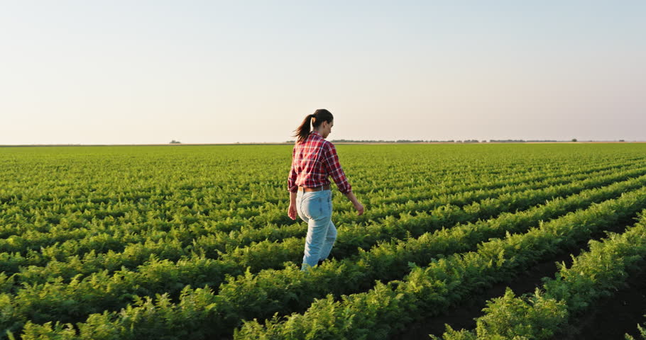 Young woman farmer walking through rows of crops in a large agricultural field. Agronomist inspecting the harvest in the countryside