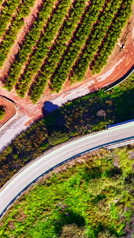 Curved asphalt road beside orange orchard and dirt track, Spain. Smooth road bend with guardrail, a branching red dirt track, rows of citrus trees and green roadside vegetation. Vertical video.