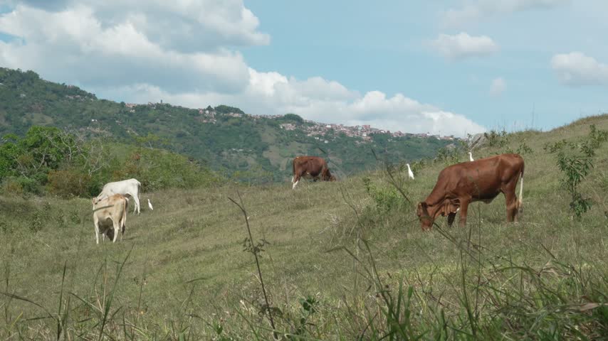 Cattle grazing on a green grassy pasture hill with cattle egrets, distant town and mountains under cloudy blue sky
