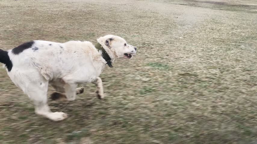 A dog is seen running quickly across a grassy field. The environment appears cold, and the dog seems to enjoy the exercise.