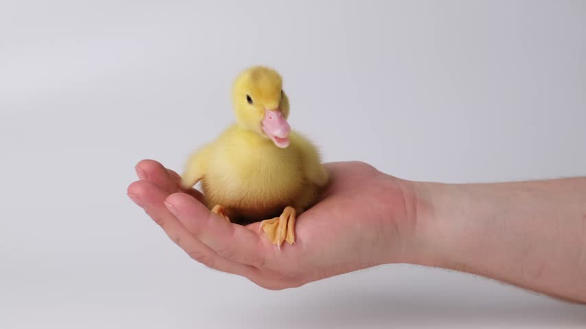 A person holds a small yellow duckling in their hand. The scene is well lit indoors, showing the fluffy texture of the duckling