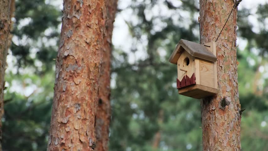 Spotted Flycatcher Muscicapa Striata Quickly Flying Out of a Wooden Birdhouse on Pine Trunk Concept of Wildlife Nesting Action