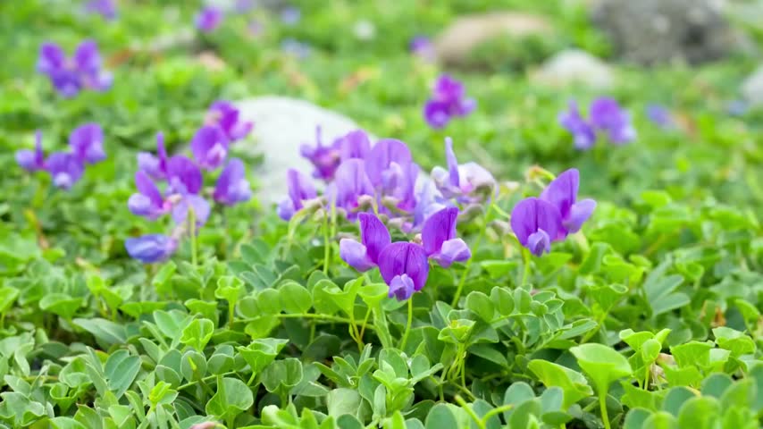 Close up of wild purple flowers in a natural alpine field setting.