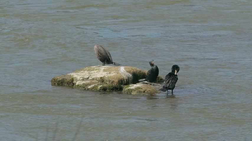 Double-Crested Cormorants Preening and Resting on a River Rock Outcrop