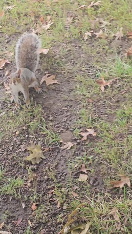 Vertical video of an eastern gray squirrel foraging on a lawn before running away.