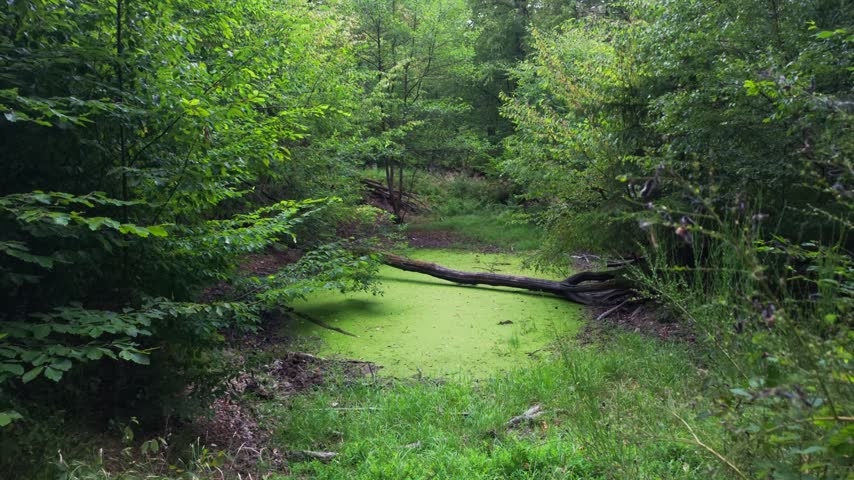 Slow push-in toward a duckweed pond with fallen trunk surrounded by lush forest in soft daylight, Wildkatzenpfad, forest trail, Germany