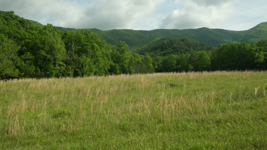 panorama of a green meadow in front of a forest and mountains in the background