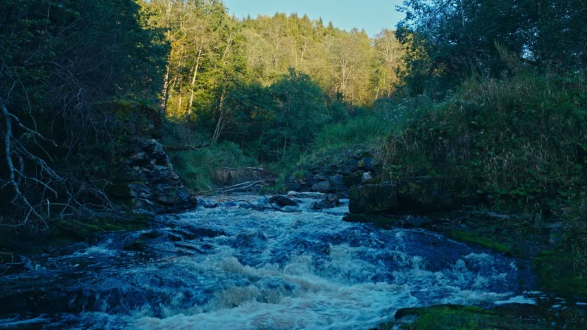 Water Cascades Down Small Rapids In A Fast Flowing Forest River Surrounded By Lush Green Vegetation And Sunlit Trees. - aerial pullback shot