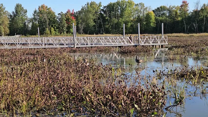 Footbridge in a wetland area of ​​a park in Quebec - Canada