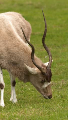 An endangered addax antelope stands on open green pasture looking around in daytime lighting.