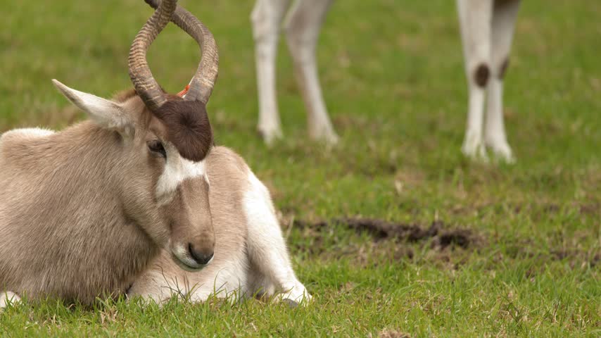 An addax antelope rests quietly on lush grass in sunny outdoor zoo enclosure.