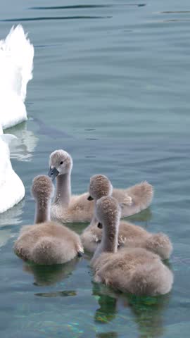 Fluffy mute swan cygnets swim in clear lake water beside their mother in natural daylight.