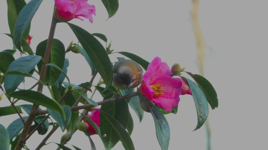 Small bird perching on a branch and feeding on nectar from a bright pink blooming flower among green leaves