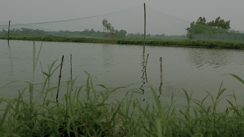 Serene village pond surrounded by lush green foliage and tranquil nature.