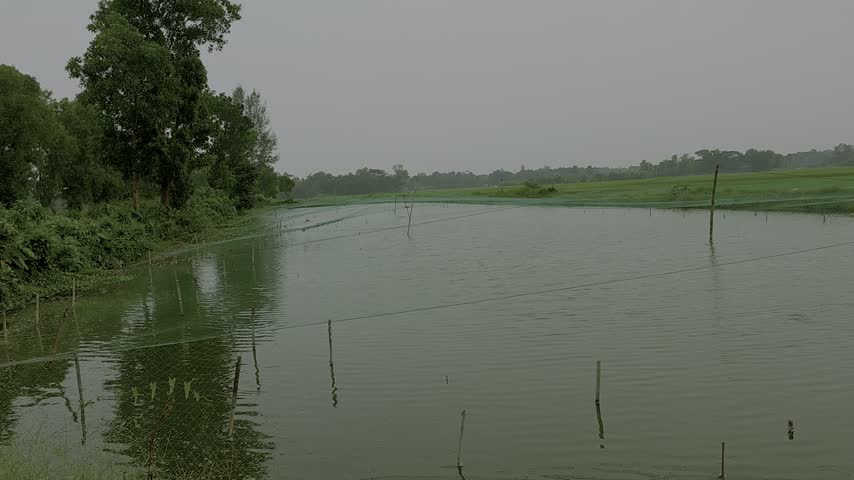 Serene village pond surrounded by lush green foliage and tranquil nature.