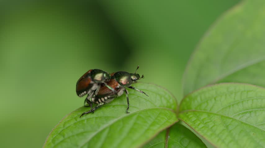 Close-up of a Japanese beetle, Popillia japonica, in Japan
