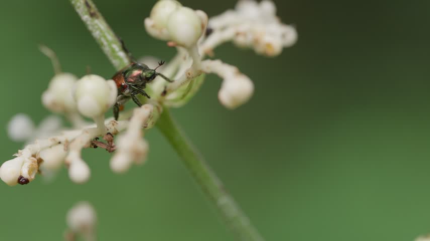 Close-up of a Japanese beetle, Popillia japonica, in Japan