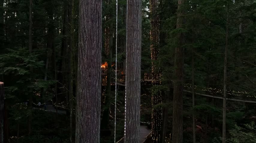 Tall trees wrapped in Christmas lights with glowing treetop walkways at Capilano Suspension Bridge Park in Vancouver, magical forest scene at dusk.