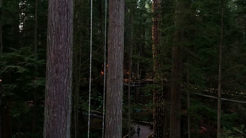 Tall trees wrapped in Christmas lights with glowing treetop walkways at Capilano Suspension Bridge Park in Vancouver, magical forest scene at dusk.