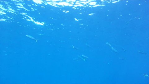Underwater 1080 HD footage of saltwater game fish Mahi Mahi, a.k.a. Dolphin or Dorado, free swimming in the clear blue water of the Atlantic Ocean off the Florida Coastline.