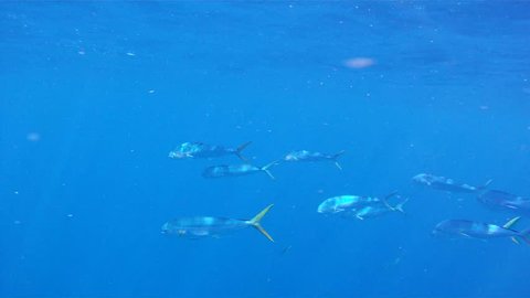 Dolphin Underwater: 1080 HD footage of saltwater game fish Mahi Mahi, a.k.a. Dolphin or Dorado, free swimming in the clear blue water of the Atlantic Ocean off the Florida Coastline.
