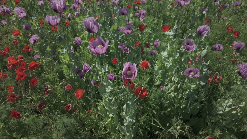 Cultivated purple poppy seed flowers and wild red poppies swaying by the wind. Colourful flowers from above on a sunny day. Spring agricultural, dolly in blooming opium poppy field.