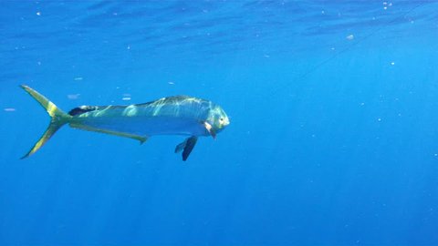 Mahi Mahi Underwater: 1080 HD sport fishing footage of saltwater game fish Mahi Mahi, a.k.a. Dolphin or Dorado, in the clear blue water of the Atlantic Ocean off the Florida Coastline.