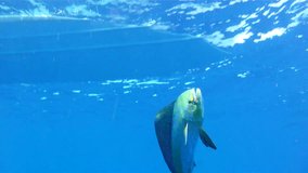 Underwater 1080 HD sport fishing footage of saltwater game fish Mahi Mahi, a.k.a. Dolphin or Dorado, in the clear blue water of the Atlantic Ocean off the Florida Coastline.