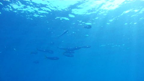 Dolphin School Underwater: 1080 HD footage of saltwater game fish Mahi Mahi, a.k.a. Dolphin or Dorado, free swimming in the clear blue water of the Atlantic Ocean off the Florida Coastline.