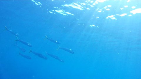 Underwater Game Fish: 1080 HD footage of saltwater game fish Mahi Mahi, a.k.a. Dolphin or Dorado, free swimming in the clear blue water of the Atlantic Ocean off the Florida Coastline.