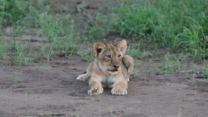 A cute little lion cub lying in the sand looking into the camera, Mashatu Game Reserve.