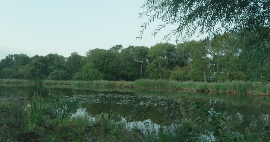 waterscape with green lily pads and reeds along shoreline. overcast sky reflected on water, river surface. dense forest of deciduous trees along far bank. located in netherlands.