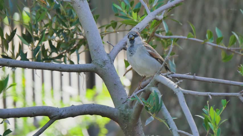 Small bird on tree branches