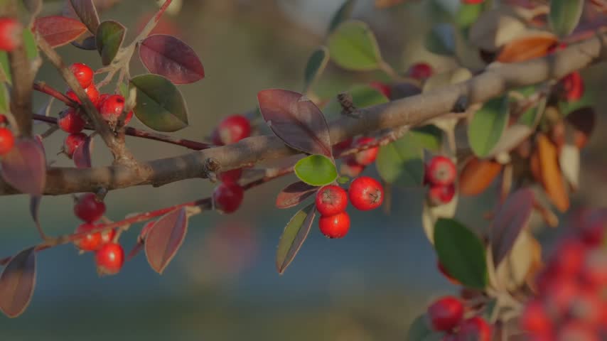 Red berries on tree branches