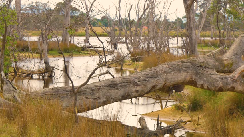 Wetlands during hot day with fallen tree