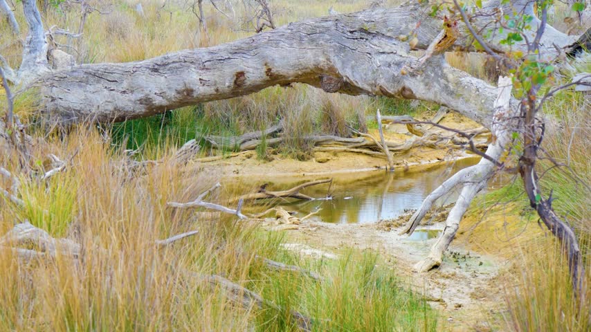 Water side at forest wetlands