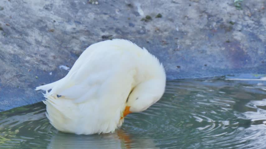 White duck in the water