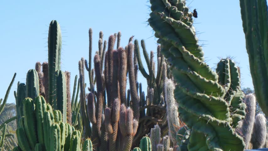 Curvy cactus in the desert