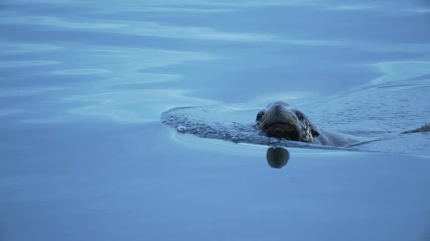 Sea lion swimming gracefully through calm blue water with its head above the surface creating soft ripples and reflections.   