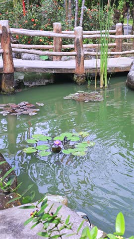 Garden pond features lily pads and single purple flower near wooden footbridge. Tall aquatic reeds and stone borders enrich this calm water garden, with reflections wavering across green water.
