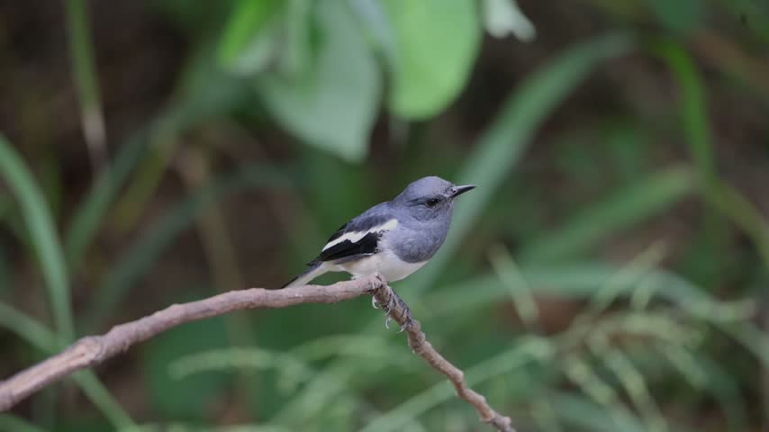 The Oriental magpie robin on a branch