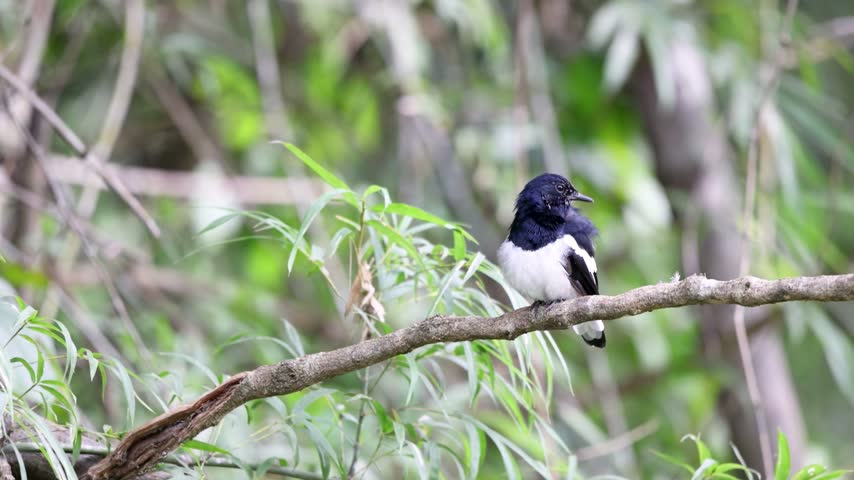 The Oriental magpie robin on a branch