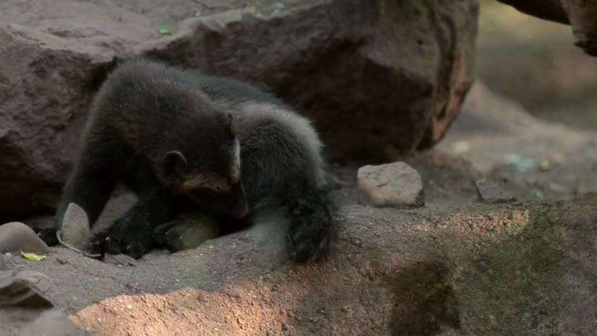 Slow motion of a Siberian wolverine relaxing and resting in a natural park setting
