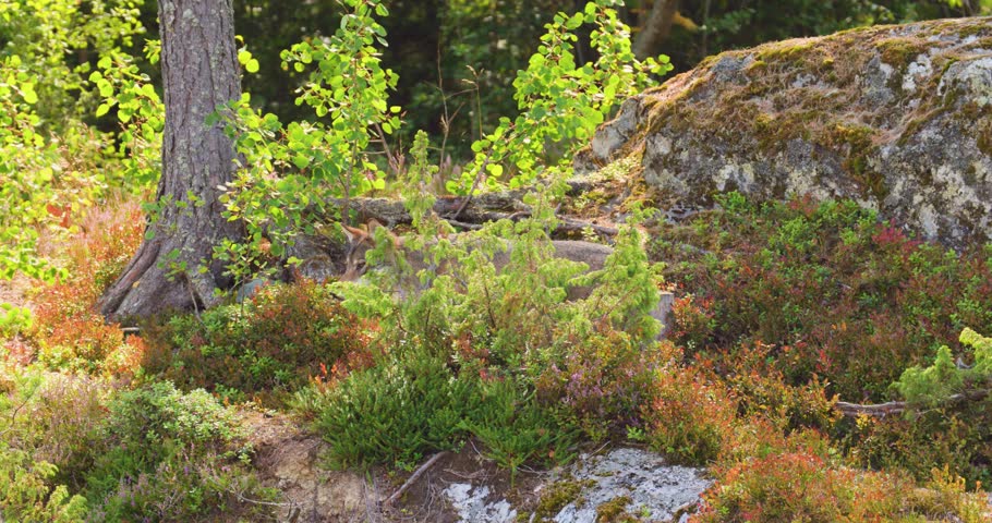A gray wolf walks through a rocky forest in late summer Scandinavian wilderness with green and golden foliage