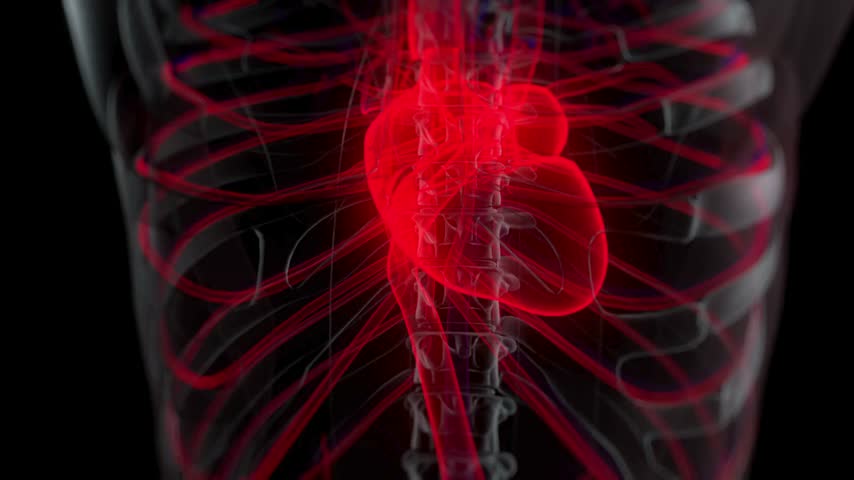 3D digital render of a human chest showing a glowing red heart illuminated within the translucent skeletal ribcage and blood vessels.