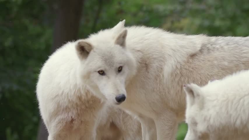 Description: A majestic arctic wolf with thick white fur looking alert in a natural forest environment.
