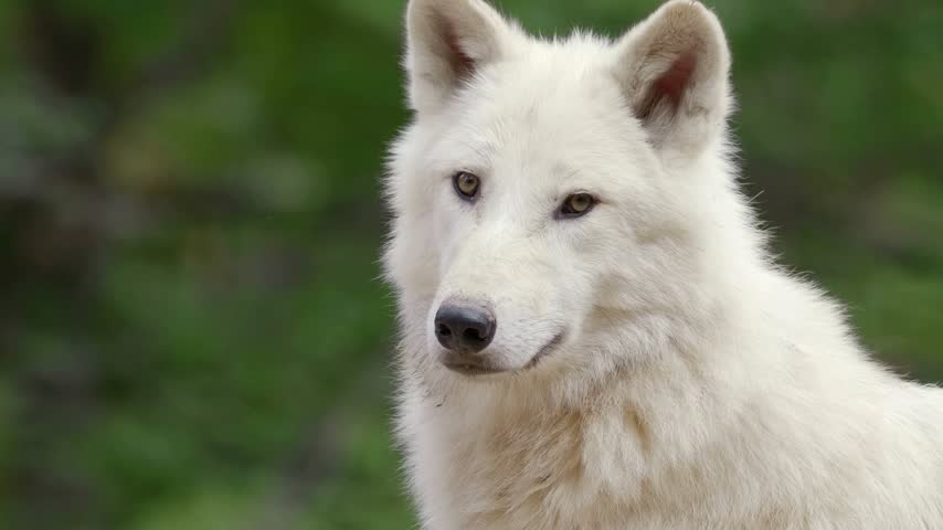 Close-up portrait of a majestic white Arctic wolf with soft fur staring thoughtfully against a blurred green forest background.   